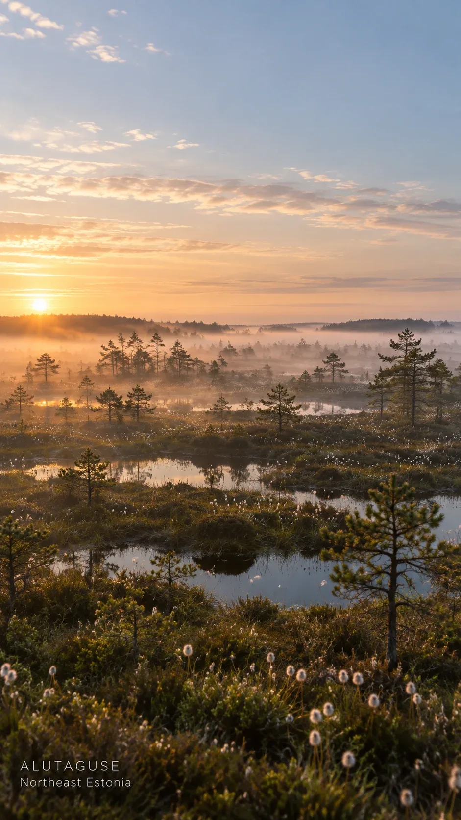 Alutaguse peatland in morning mist